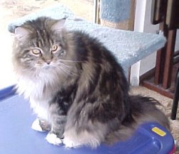 Maine Coon Cat - The Maine Cat - The Yankee Cat - Maine Shag Cats